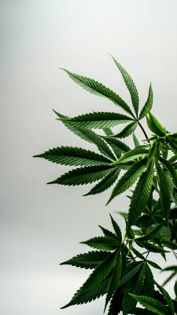Hemp cannabis sativa plant leaves close-up