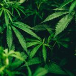 Hemp plant field with green leaves, natural source of CBD