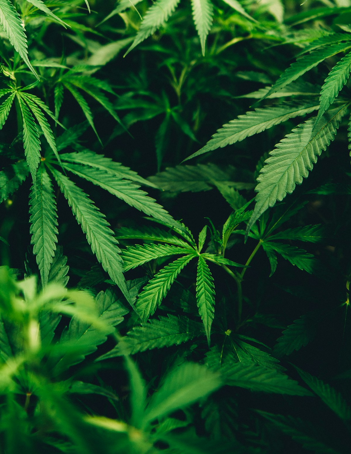 Hemp plant field with green leaves, natural source of CBD