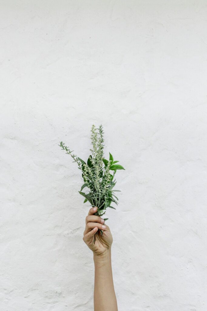Person holding green herbs representing plant compounds in the body