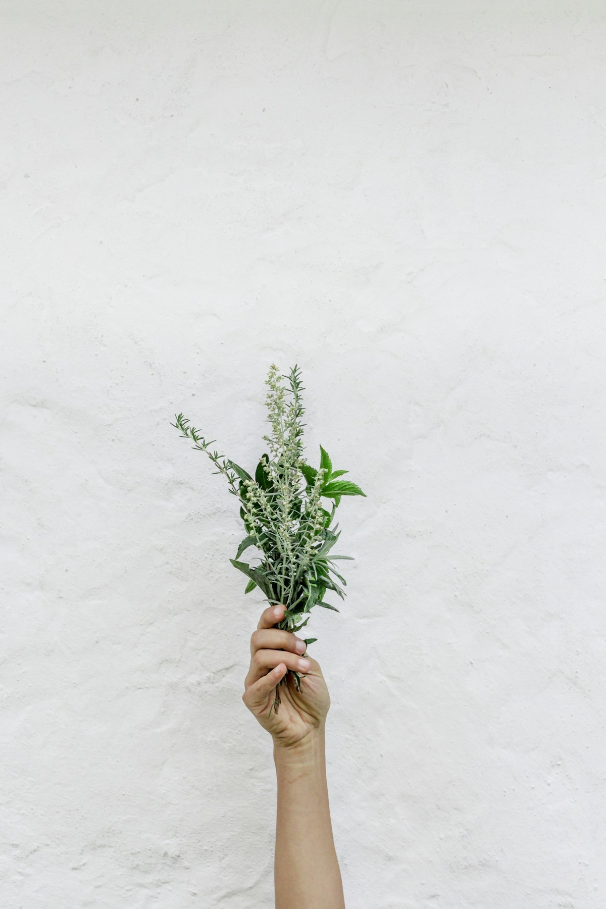 Assorted green herbs and natural plant extracts including hemp, herbal medicine concept