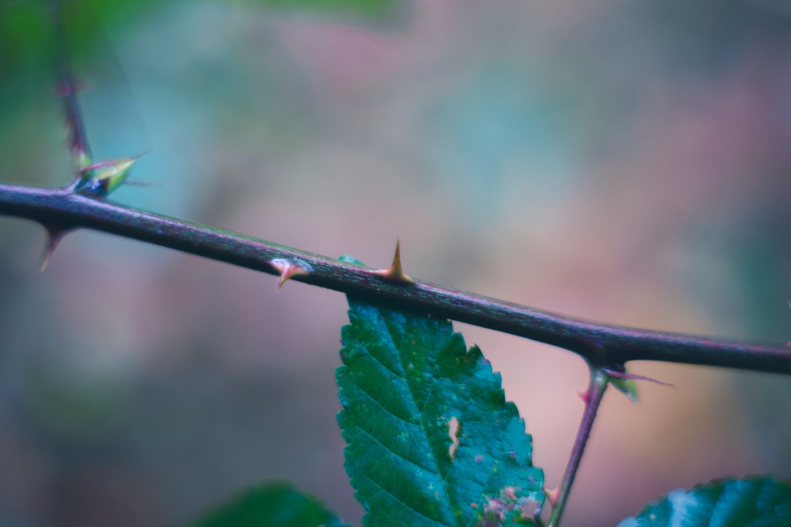 Close-up of a hemp plant leaf used for full-spectrum CBD extraction
