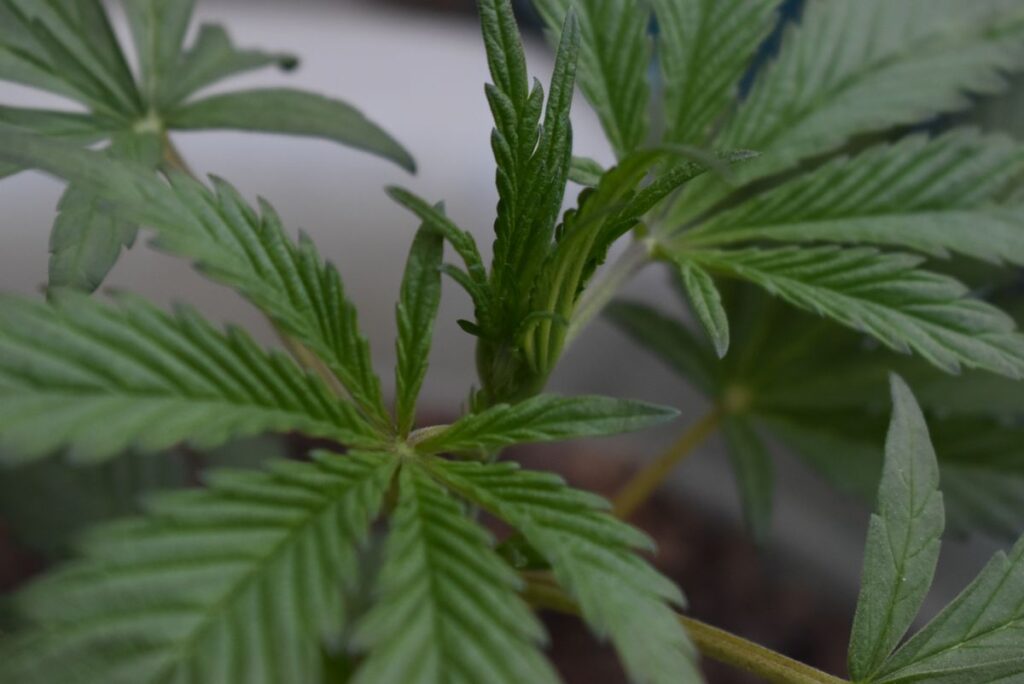 Close-up of a hemp plant with young leaves and budding growth