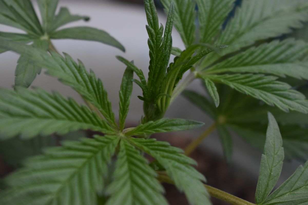 Close-up of a hemp plant with young leaves and budding growth
