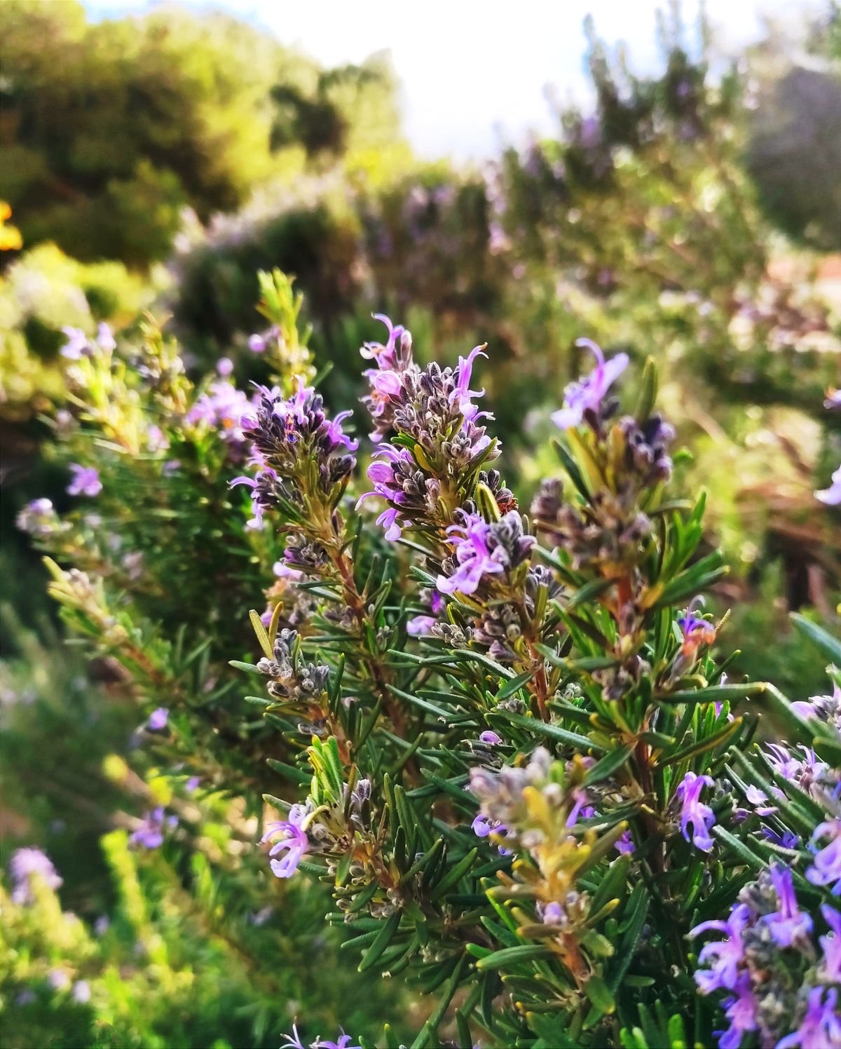 Purple flowering rosemary plants in a sunlit garden, a calm natural scene