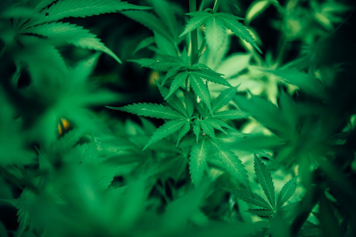 Close-up of a green hemp plant showing leaf and bud detail