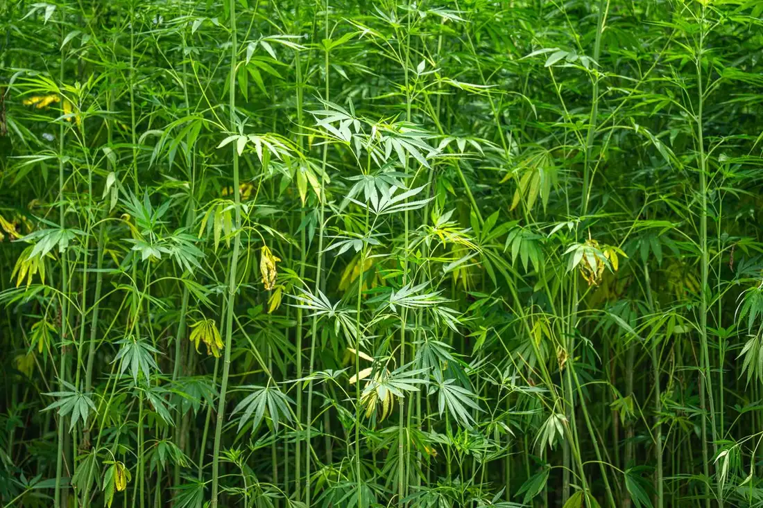 Industrial hemp field, the plant source of the hemp oil extract used in hemp gummies