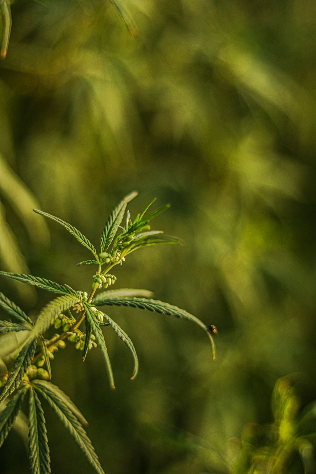 Close up of hemp plant leaf, source of CBD used in gummies for back pain relief