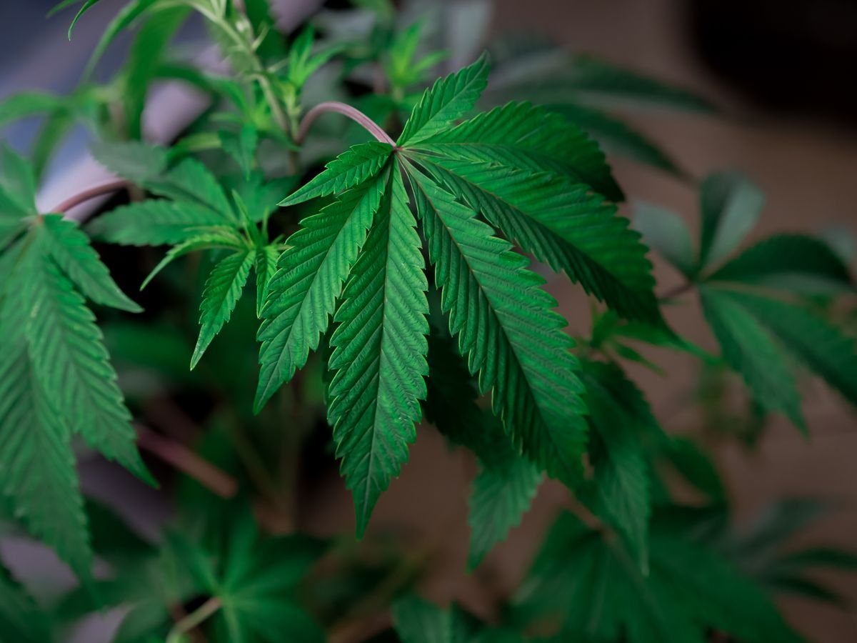 Close-up of hemp plant leaves used in full-spectrum hemp gummies