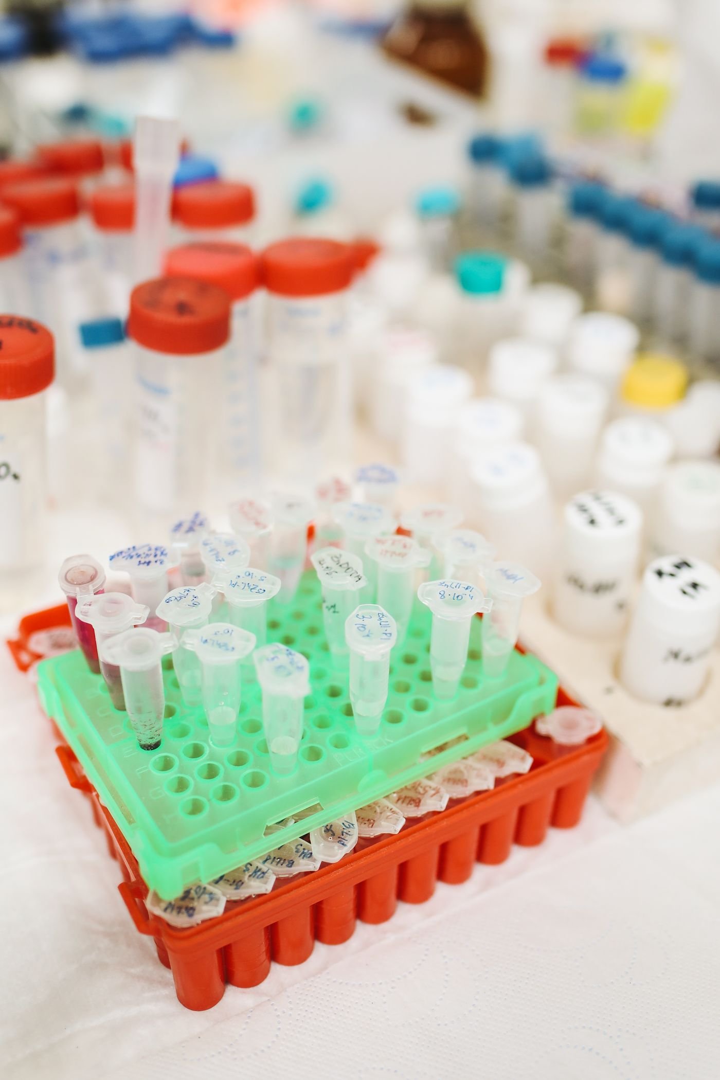 Racks of labeled sample tubes in a testing laboratory